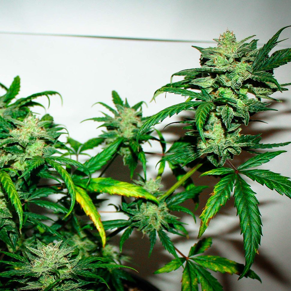 семена конопли в оригинальной упаковке Auto Talas feminised семена конопли в оригинальной упаковке Auto Talas feminised