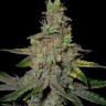 Семена конопли Auto Talas feminised Bang Seeds Семена конопли Auto Talas feminised Bang Seeds