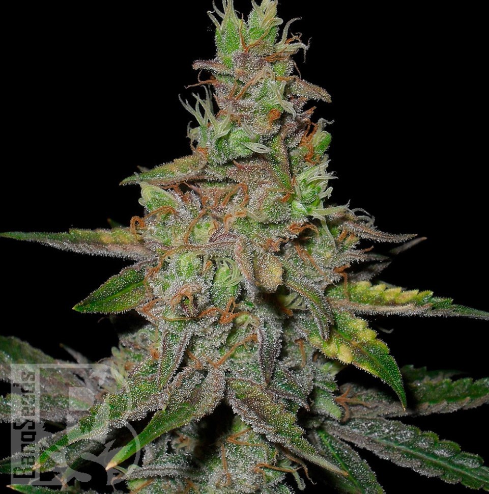 Семена конопли Auto Talas feminised Bang Seeds