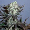 Семена конопли Auto Talas feminised Bang Seeds Семена конопли Auto Talas feminised Bang Seeds