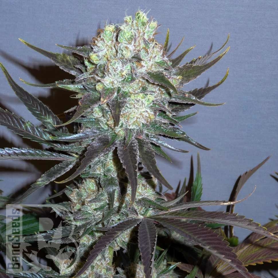 Семена конопли Auto Talas feminised Bang Seeds Семена конопли Auto Talas feminised Bang Seeds