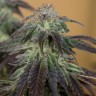 Семена конопли Auto Talas feminised Bang Seeds Семена конопли Auto Talas feminised Bang Seeds