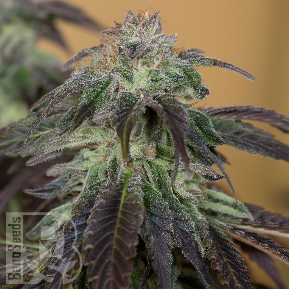 Семена конопли Auto Talas feminised Bang Seeds Семена конопли Auto Talas feminised Bang Seeds