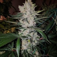 Gorilla Zkittlez feminised Ganja Seeds