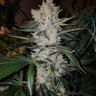 Лучший выбор семян Gorilla Zkittlez feminised Ganja Seeds Лучший выбор семян Gorilla Zkittlez feminised Ganja Seeds