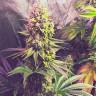 Честный банк семян Gorilla Zkittlez feminised Ganja Seeds Честный банк семян Gorilla Zkittlez feminised Ganja Seeds