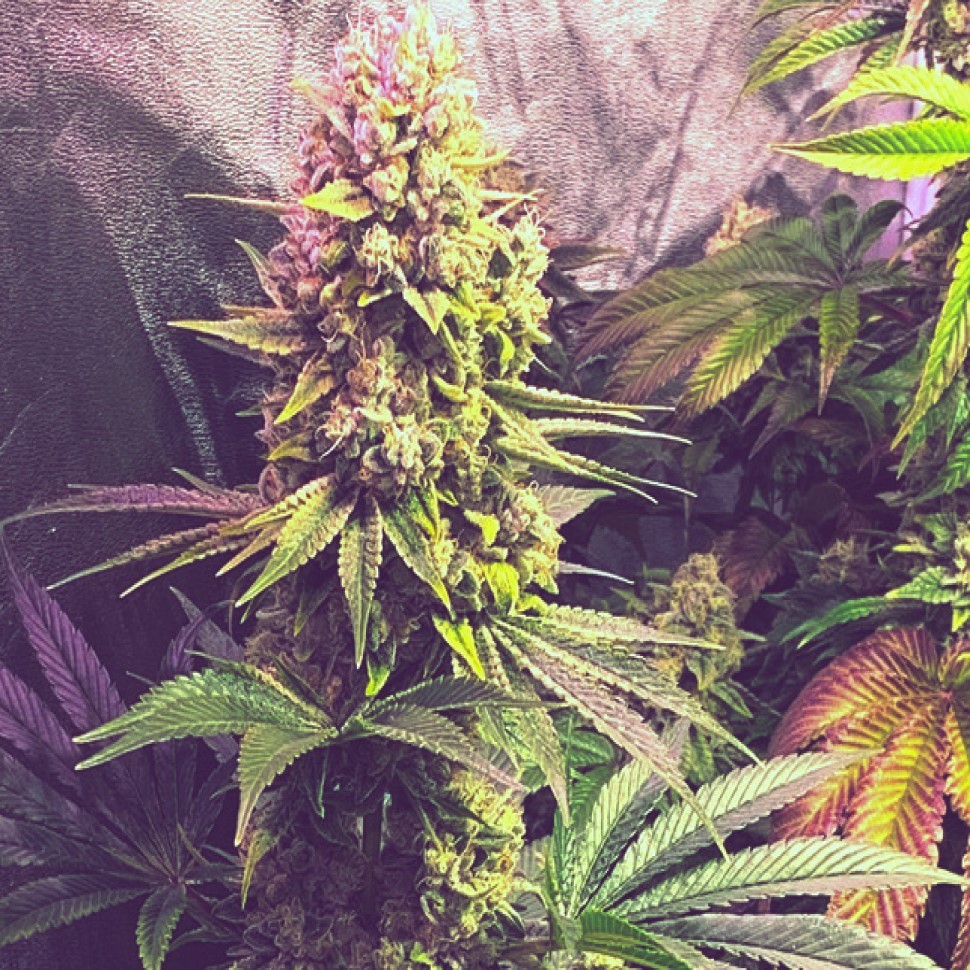 Честный банк семян Gorilla Zkittlez feminised Ganja Seeds Честный банк семян Gorilla Zkittlez feminised Ganja Seeds