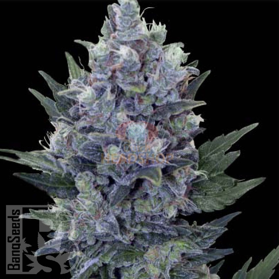 Семена ганжа Auto Northern Lights x Blue feminised Ganja Seeds