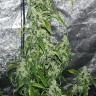 Massive Haze feminised Ganja Seeds Massive Haze feminised Ganja Seeds