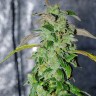 Massive Haze feminised Ganja Seeds Massive Haze feminised Ganja Seeds