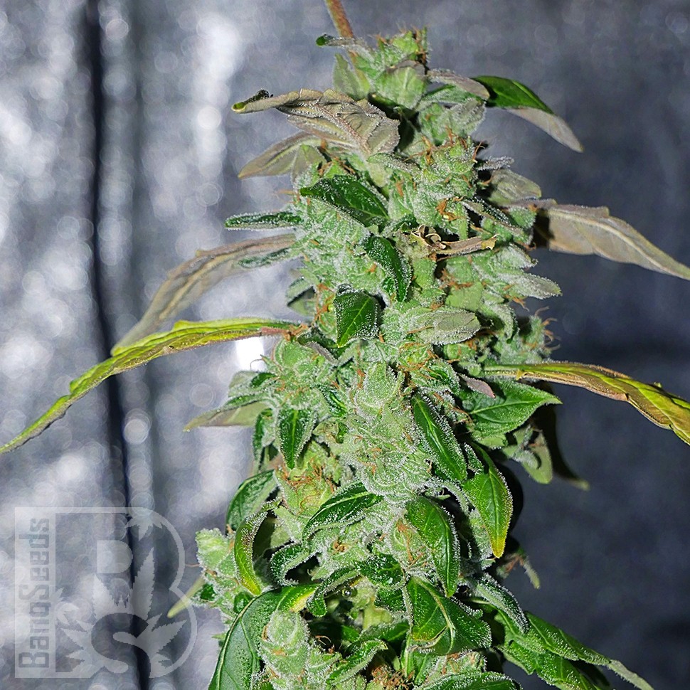 Massive Haze feminised Ganja Seeds Massive Haze feminised Ganja Seeds