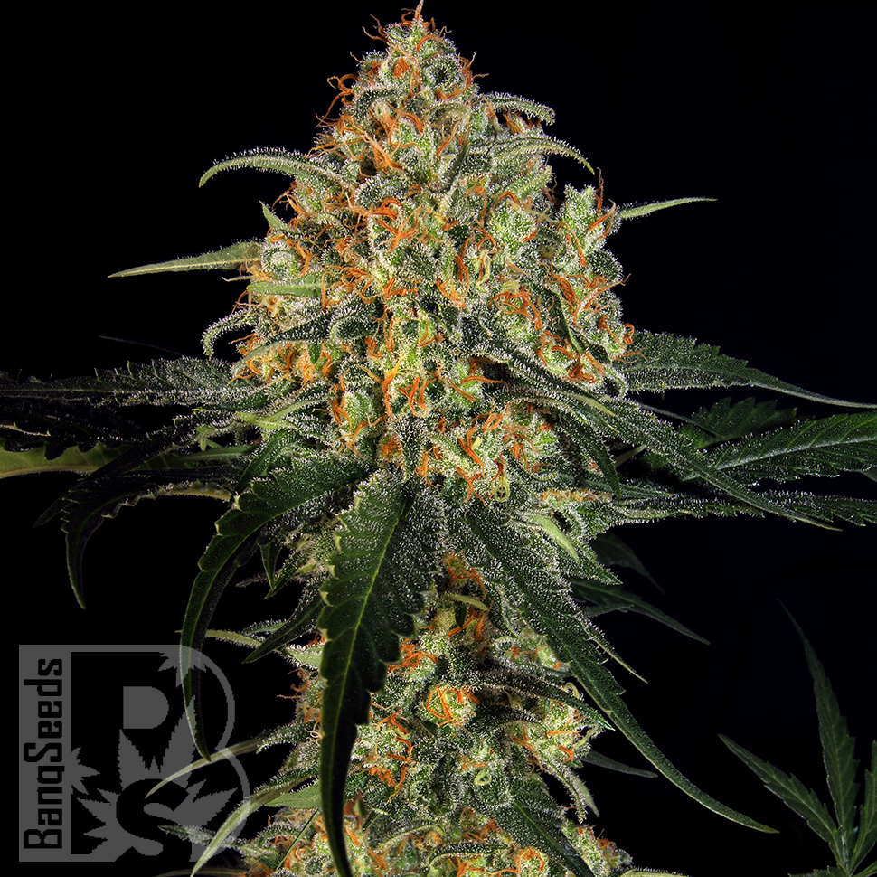 Massive Haze feminised Ganja Seeds Massive Haze feminised Ganja Seeds