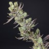 Massive Haze feminised Ganja Seeds Massive Haze feminised Ganja Seeds