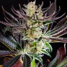 Семена Dos-Si-Dos feminised Ganja Seeds Семена Dos-Si-Dos feminised Ganja Seeds