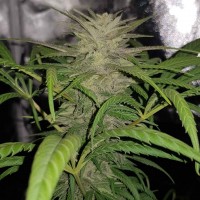 Auto Shark regular Ganja Seeds