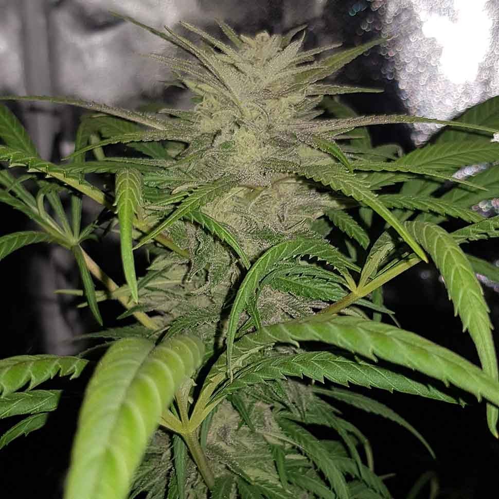 Семена ганжа Auto Shark regular Ganja Seeds
