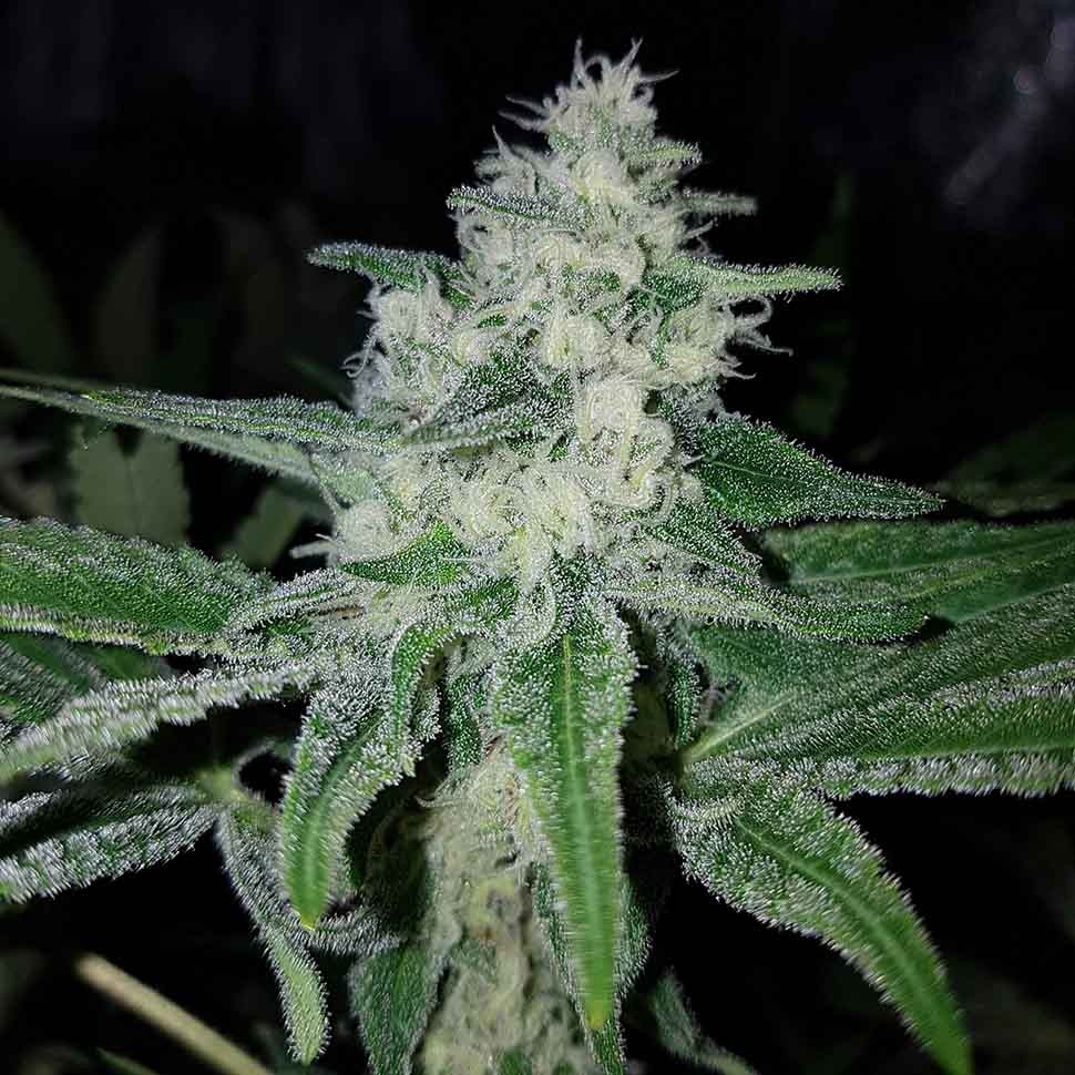 заказать семена конопли почтой Auto Shark reg заказать семена конопли почтой Auto Shark reg