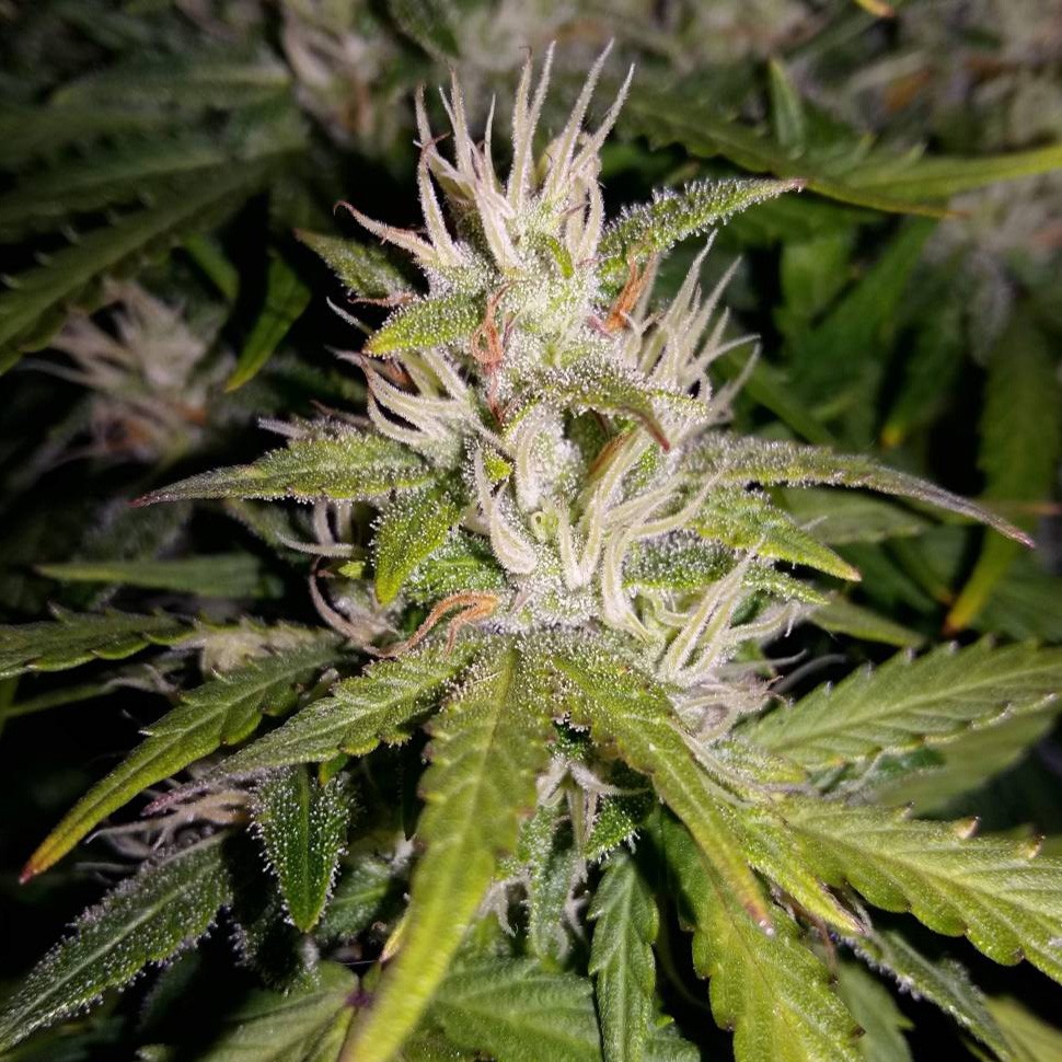 купить семена конопли марихуаны Auto GT reg купить семена конопли марихуаны Auto GT reg