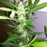 купить семена конопли элитных сортов Auto GT reg купить семена конопли элитных сортов Auto GT reg