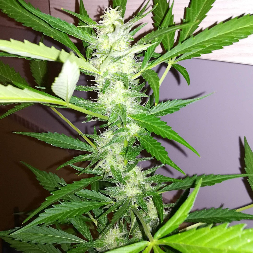 купить семена конопли элитных сортов Auto GT reg купить семена конопли элитных сортов Auto GT reg