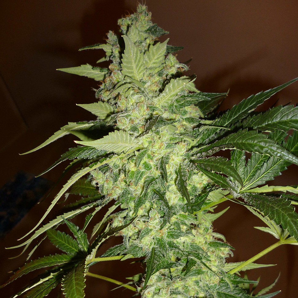 купить семена конопли аутдор Auto GT reg купить семена конопли аутдор Auto GT reg
