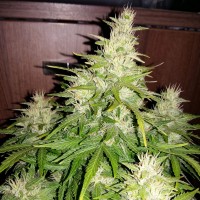 Auto GT regular Ganja Seeds