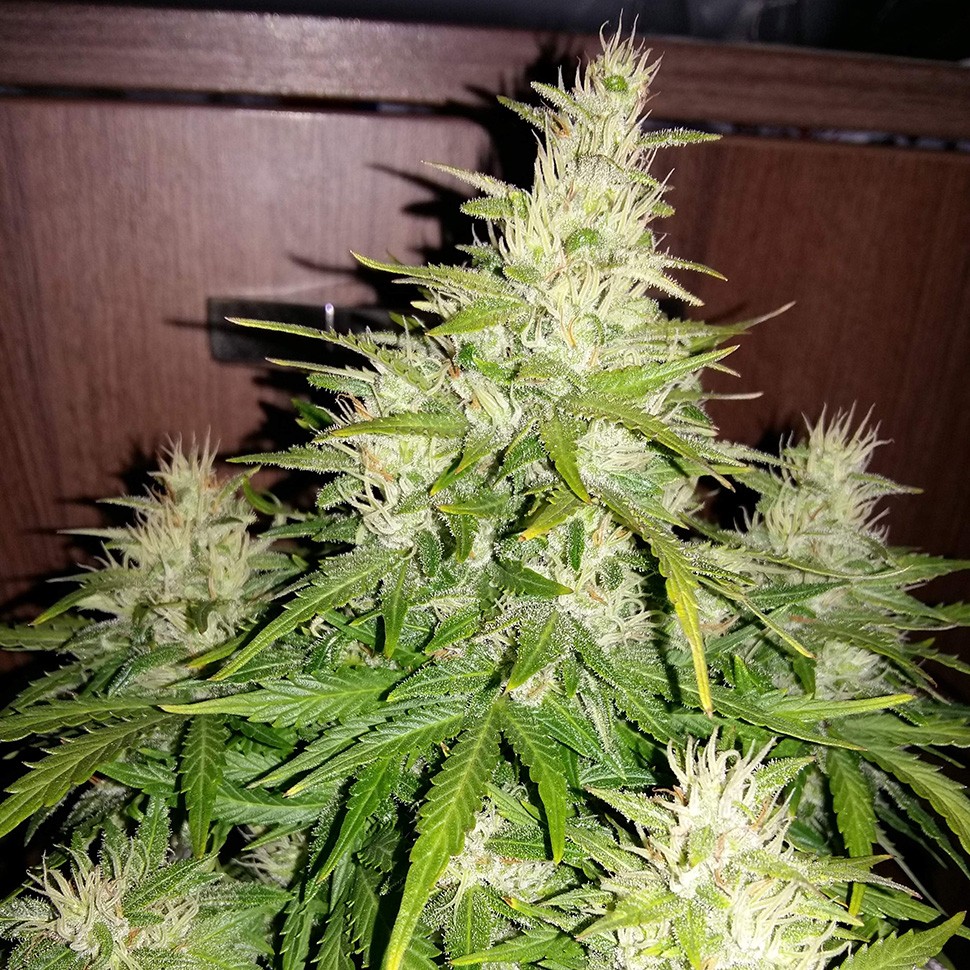Семена Auto GT regular Ganja Seeds