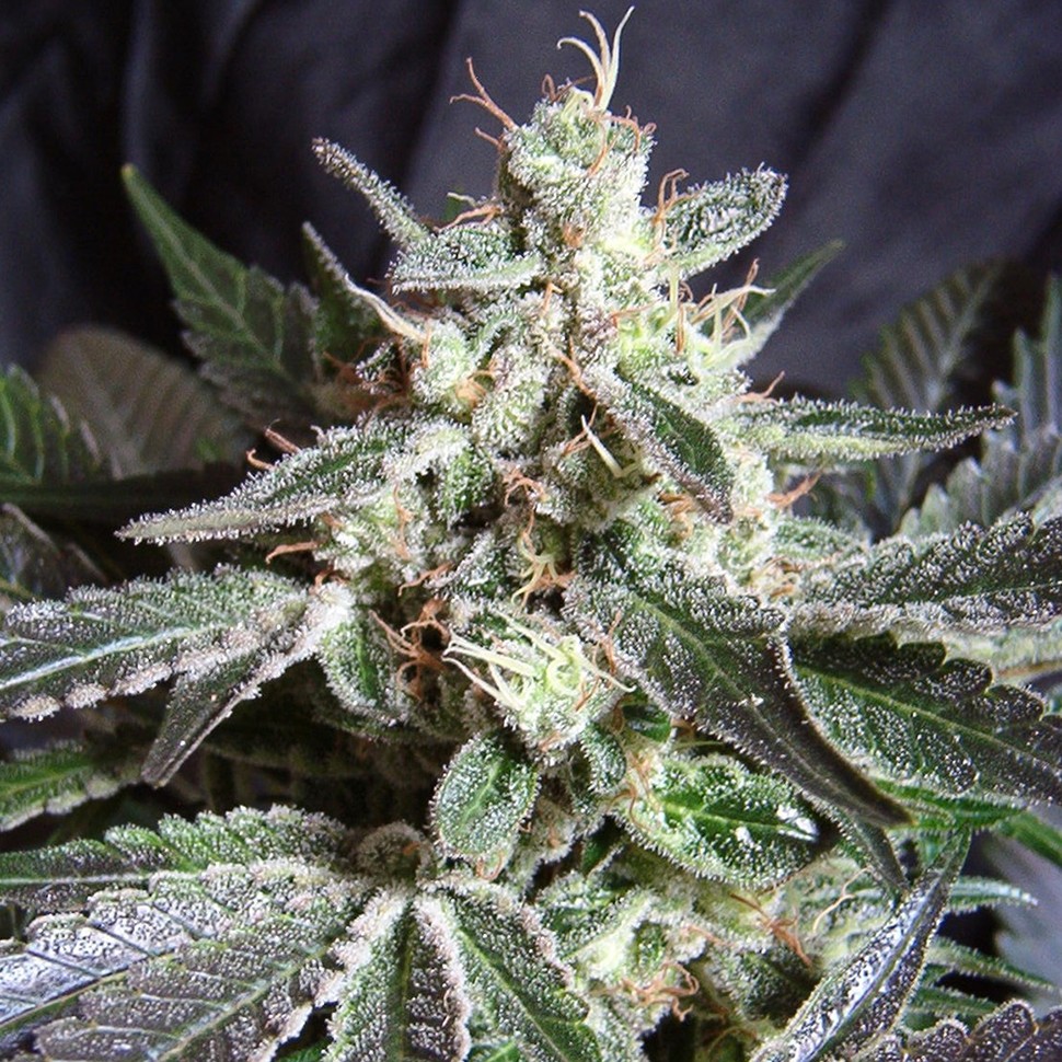 Семена Black Jack feminised Ganja Seeds