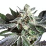 Семена Black Jack feminised Ganja Seeds Семена Black Jack feminised Ganja Seeds