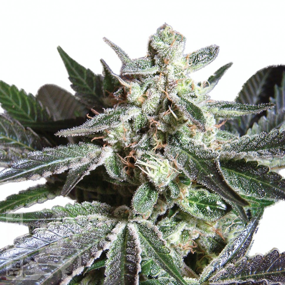 Семена Black Jack feminised Ganja Seeds Семена Black Jack feminised Ganja Seeds