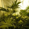 купить семена конопли недорого Auto Pineapple feminised купить семена конопли недорого Auto Pineapple feminised