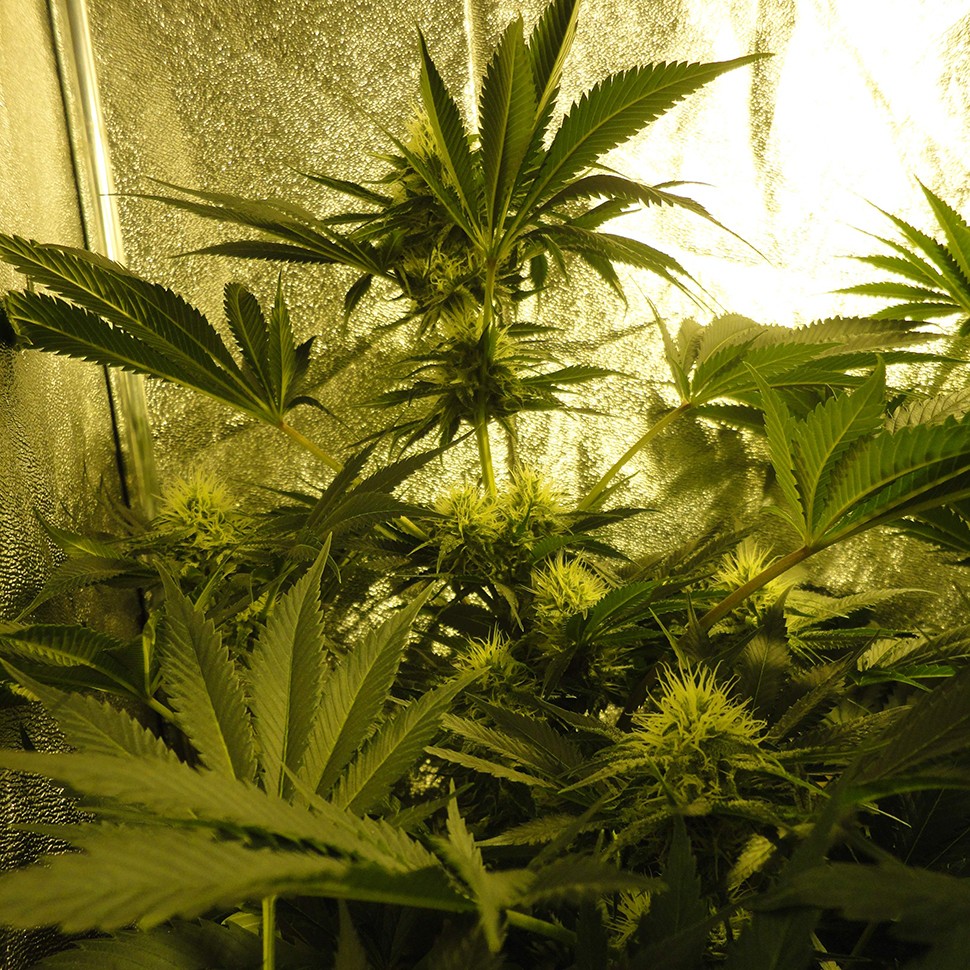 купить семена конопли недорого Auto Pineapple feminised купить семена конопли недорого Auto Pineapple feminised