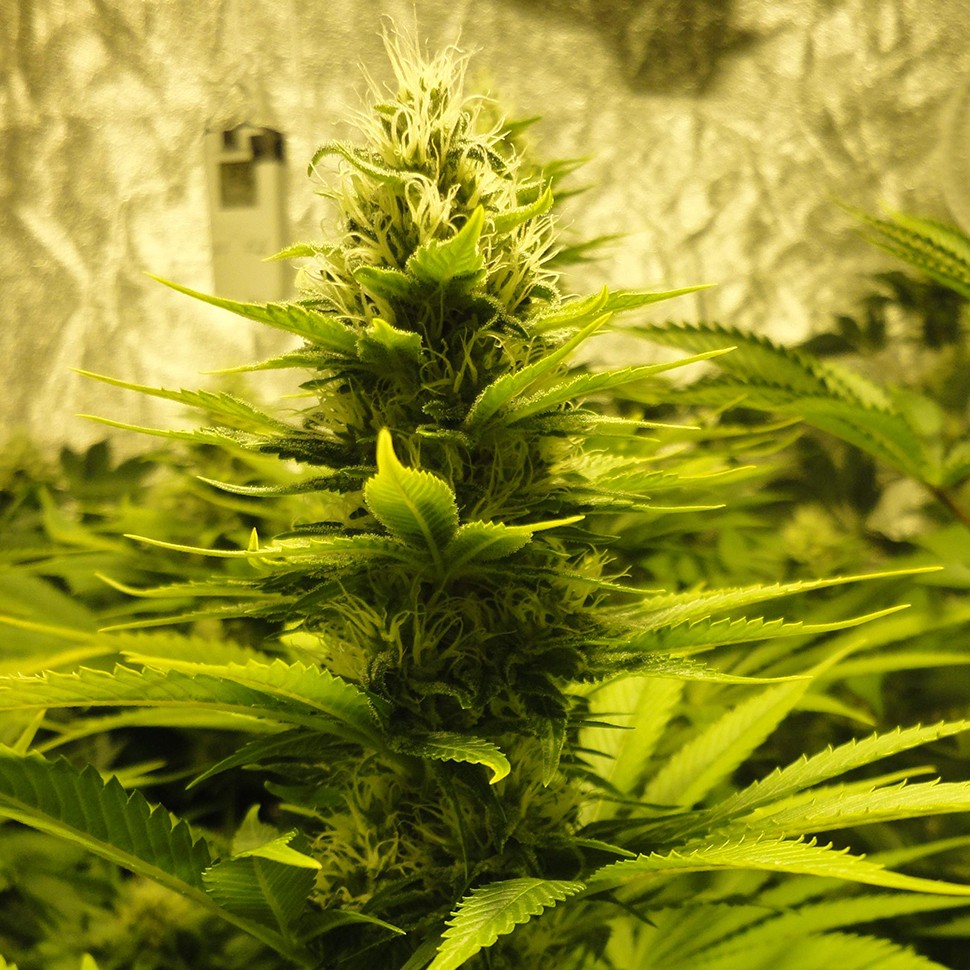 купить семена конопли в оригинальных упаковках Auto Pineapple feminised купить семена конопли в оригинальных упаковках Auto Pineapple feminised