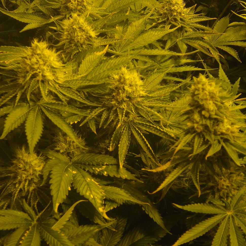 Семена ганжа Auto Pineapple feminised Ganja Seeds