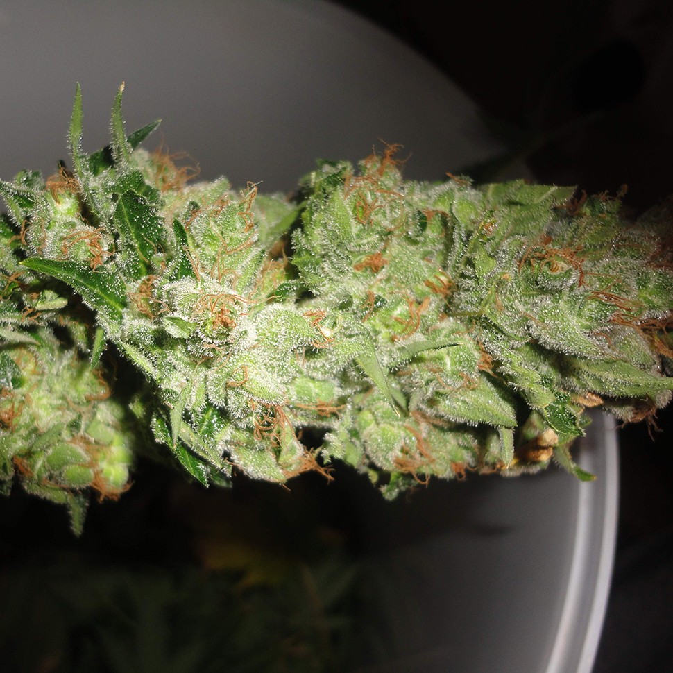 купить семена конопли f1 в оригинальной упаковке Auto Pineapple feminised купить семена конопли f1 в оригинальной упаковке Auto Pineapple feminised