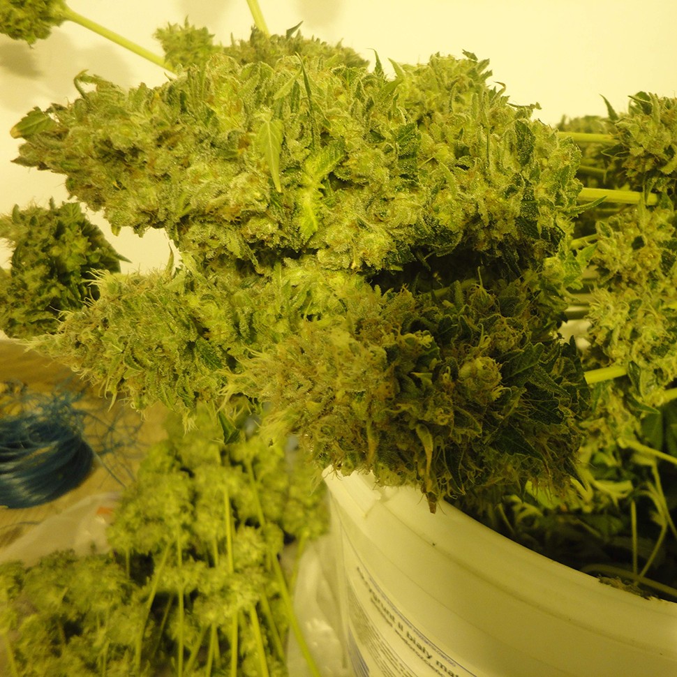 купить автоцветущие семена конопли Auto Pineapple feminised купить автоцветущие семена конопли Auto Pineapple feminised