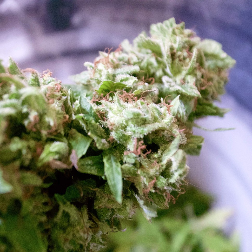 купить семена конопли для выращивания Auto Pineapple feminised купить семена конопли для выращивания Auto Pineapple feminised