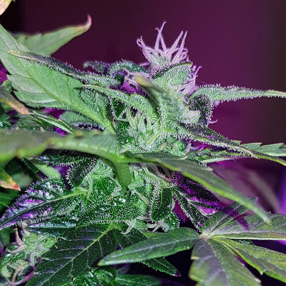 купить семена конопли Киев Auto Pineapple feminised купить семена конопли Киев Auto Pineapple feminised