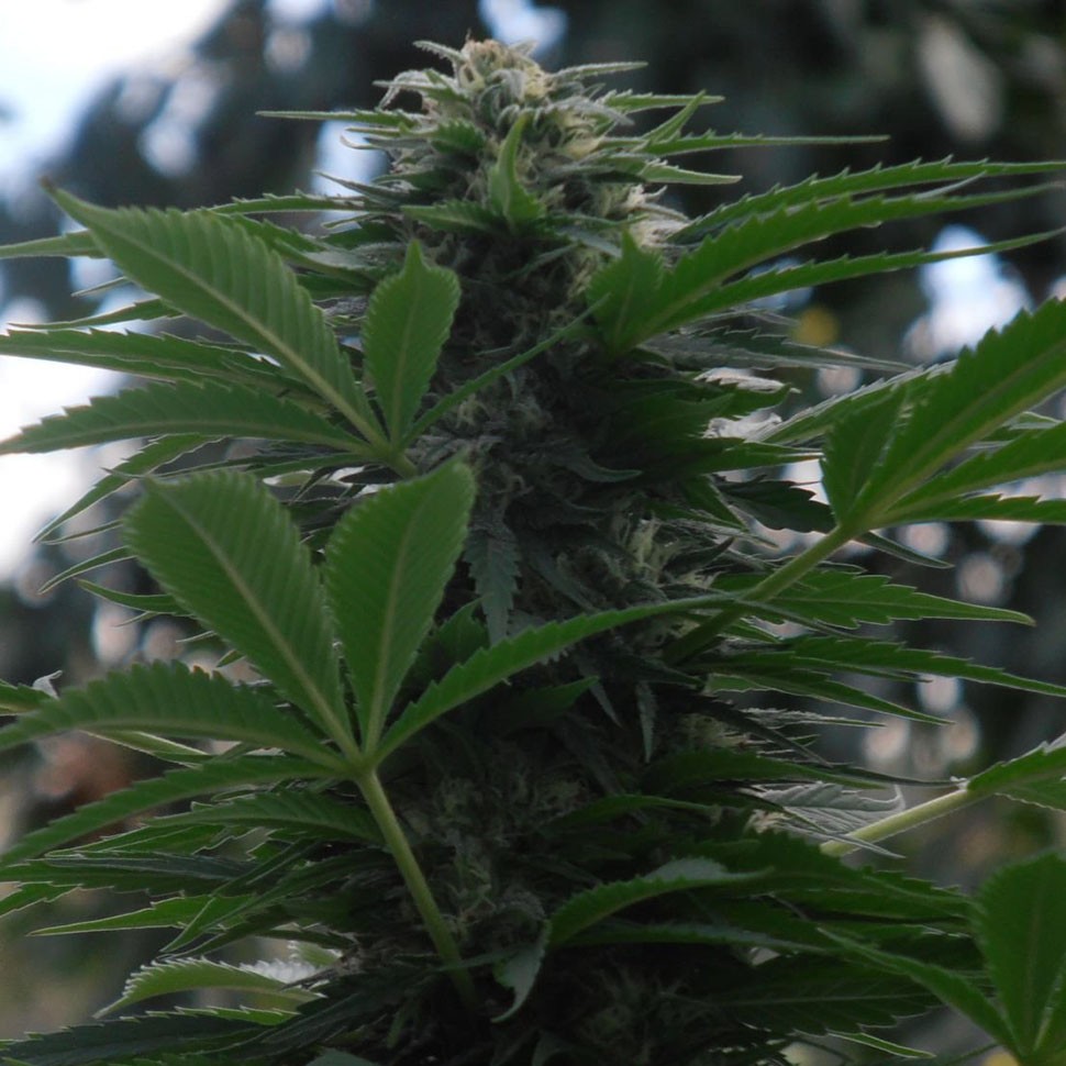 семена конопли со скидкой Auto Talgar feminised семена конопли со скидкой Auto Talgar feminised