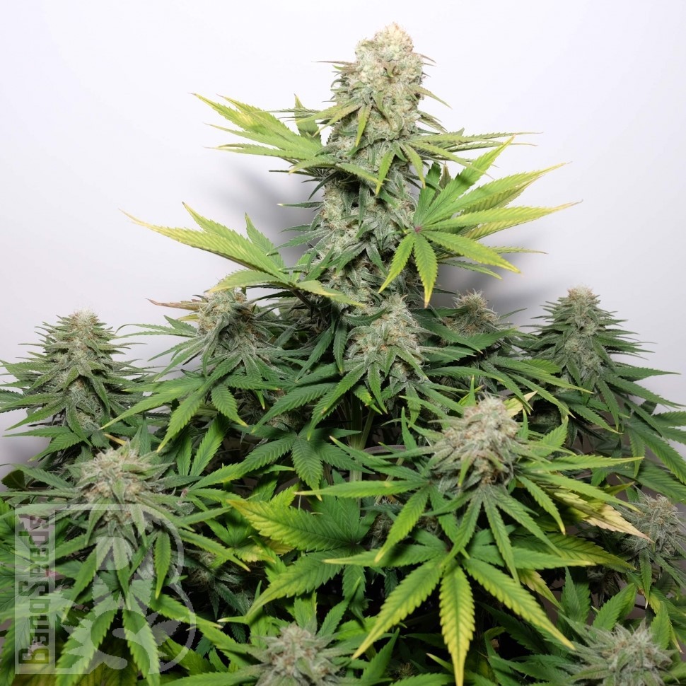 Семена марихуаны Auto Talgar feminised Bang Seeds