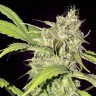 Семена марихуаны Auto Talgar feminised Bang Seeds Семена марихуаны Auto Talgar feminised Bang Seeds