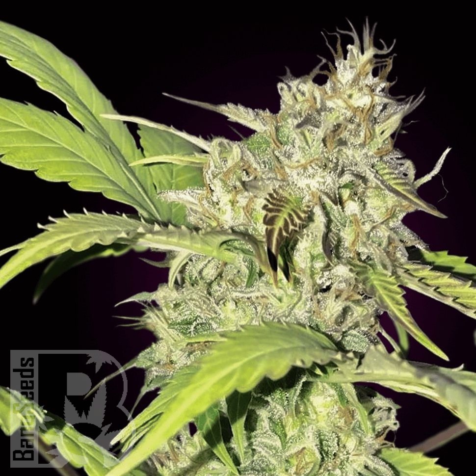 Семена марихуаны Auto Talgar feminised Bang Seeds Семена марихуаны Auto Talgar feminised Bang Seeds