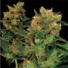 Где купить семена Hash Plant feminised Ganja Seeds Где купить семена Hash Plant feminised Ganja Seeds