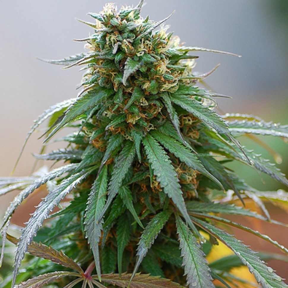 Купить семена сорта Hash Plant feminised Купить семена сорта Hash Plant feminised