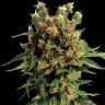 Выбрать семена сорта Hash Plant feminised Ganja Seeds Выбрать семена сорта Hash Plant feminised Ganja Seeds