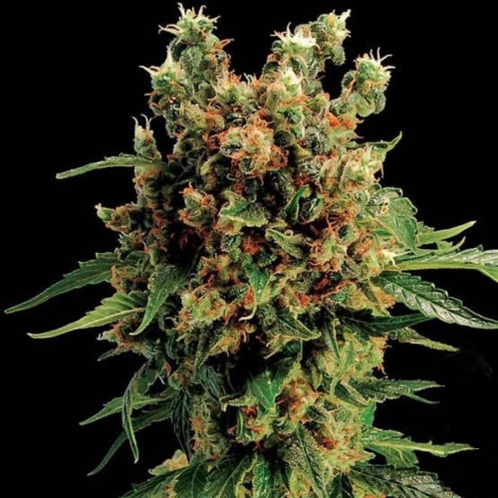 Выбрать семена сорта Hash Plant feminised Ganja Seeds Выбрать семена сорта Hash Plant feminised Ganja Seeds