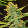 Семена конопли Auto Northern Lights x Haze feminised Ganja Seeds Семена конопли Auto Northern Lights x Haze feminised Ganja Seeds
