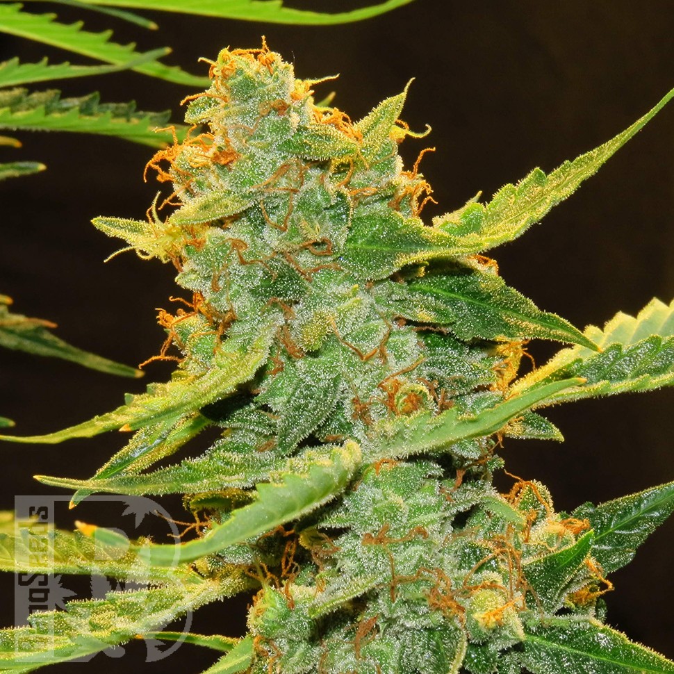 Семена конопли Auto Northern Lights x Haze feminised Ganja Seeds Семена конопли Auto Northern Lights x Haze feminised Ganja Seeds