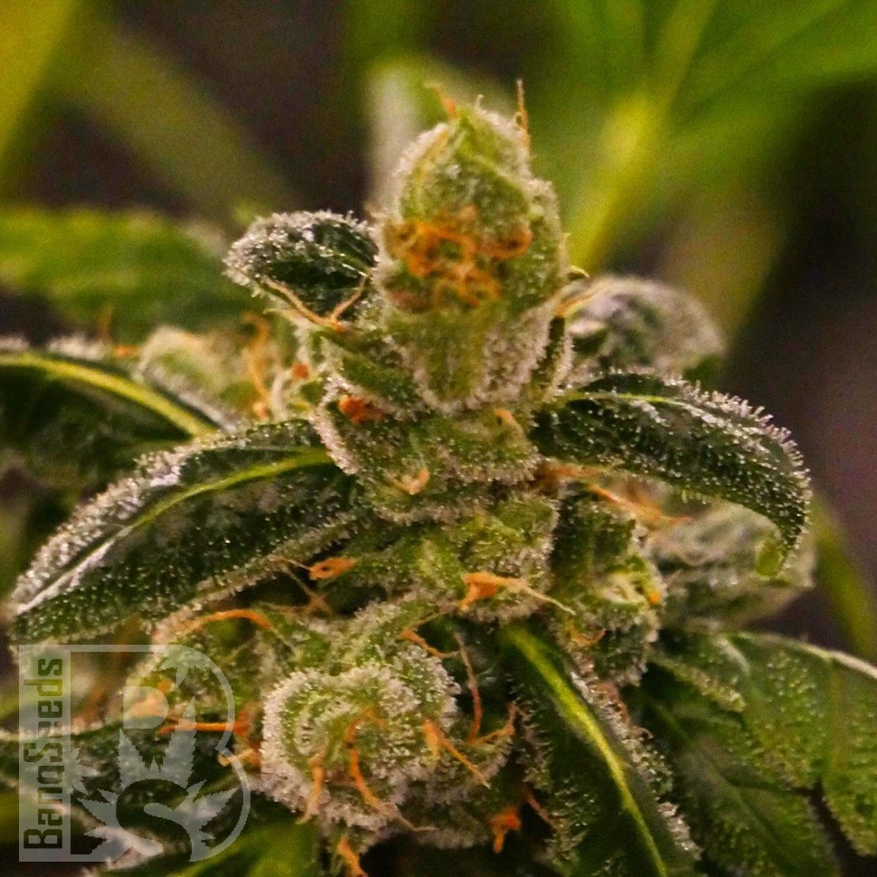 Massive Skunk feminised Ganja Seeds Massive Skunk feminised Ganja Seeds