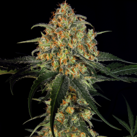 Massive Skunk feminised Ganja Seeds